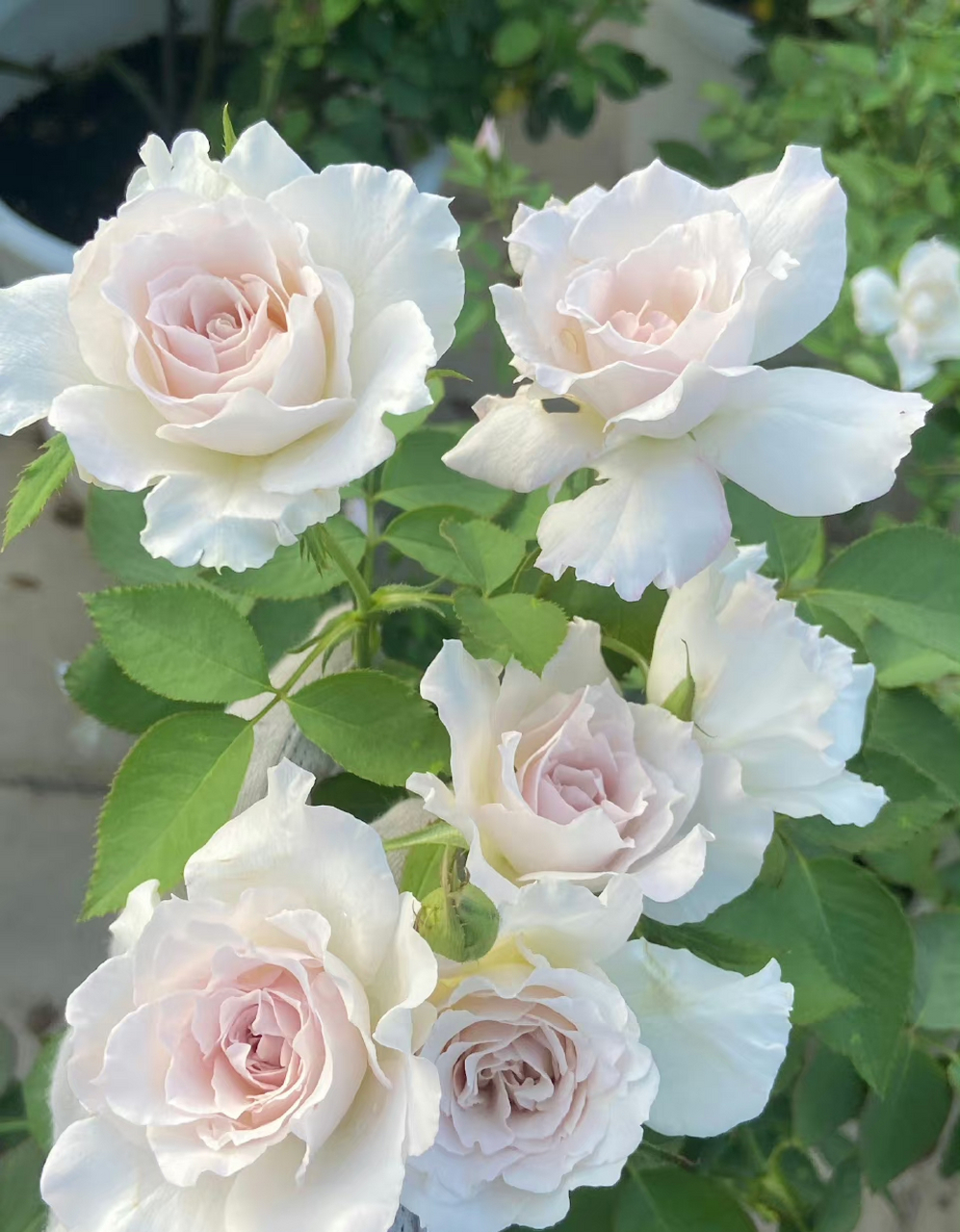 莎菲天使是日本河本纯子育种的一款月季,植株高度在120厘米左右,花朵