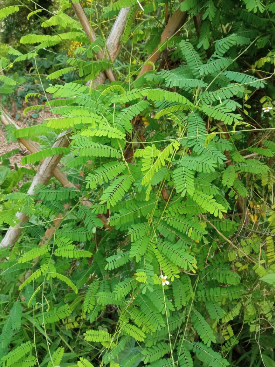 鸡骨草具有清热下火功效,是夏天降火神器,一般拿来煲汤喝泡茶喝都不