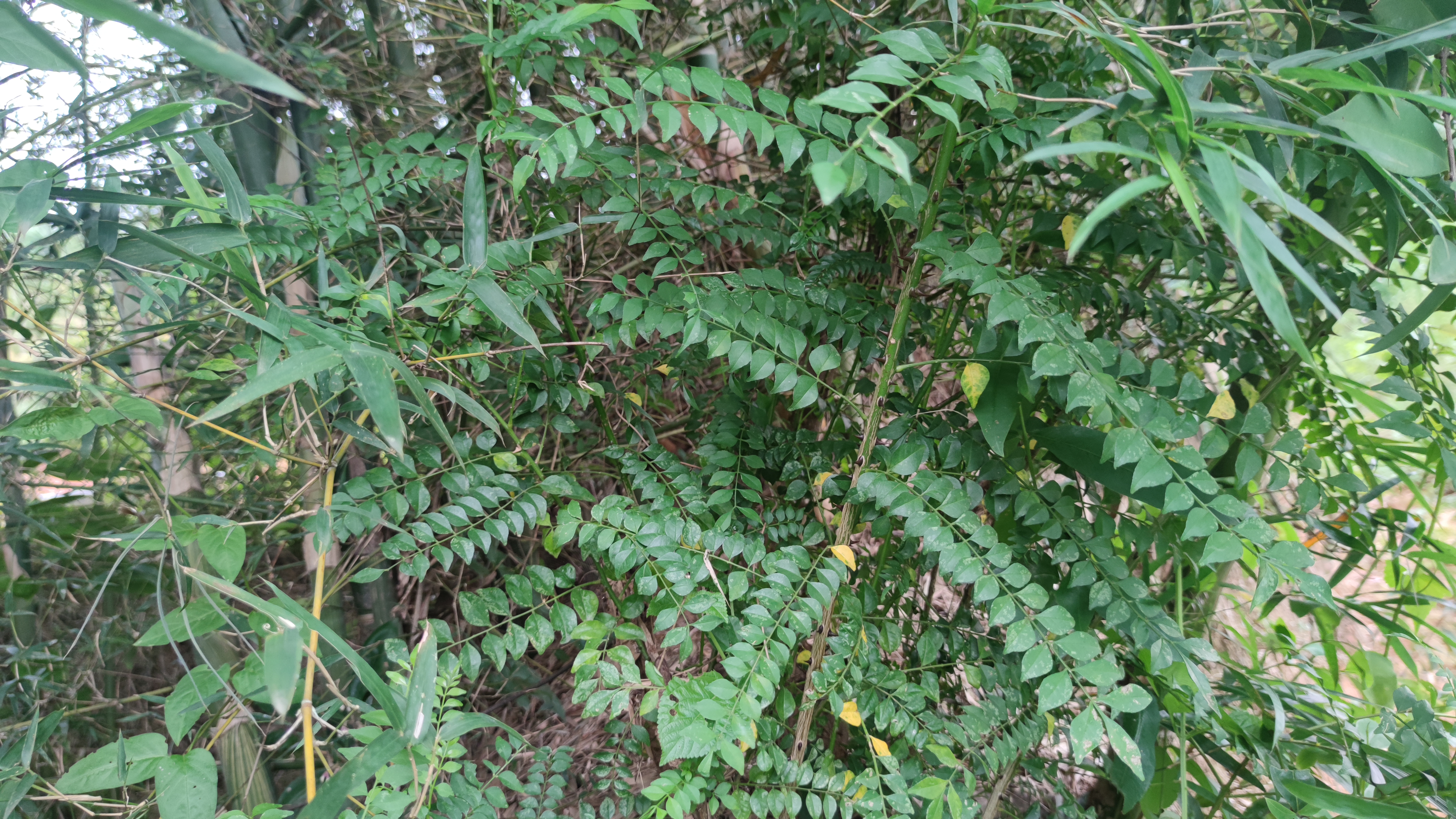 簕欓花椒别名图片