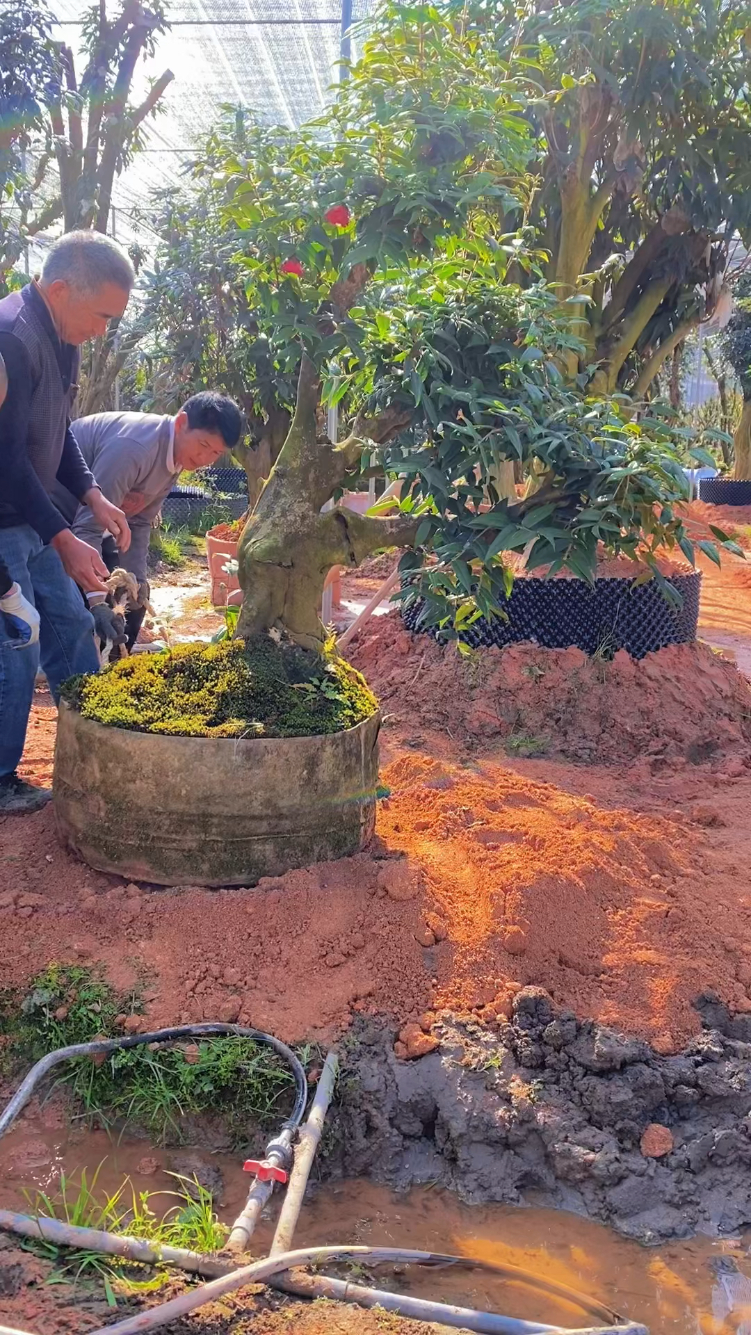 老桩茶花,这造型可以吗