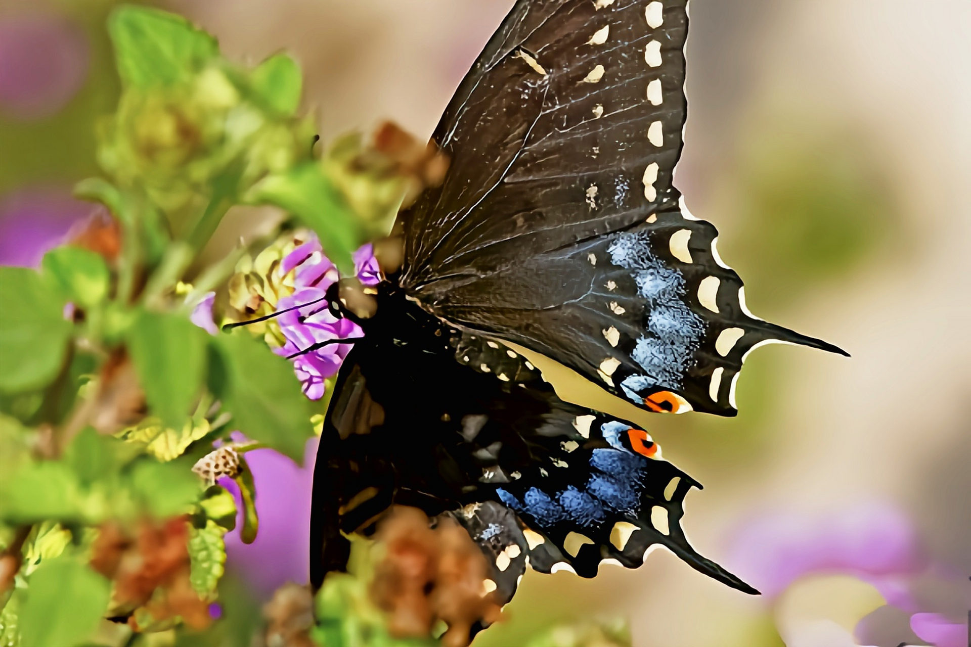每天认识一种昆虫——铂凤蝶 珀凤蝶是鳞翅目,凤蝶科,凤蝶属昆虫,原产