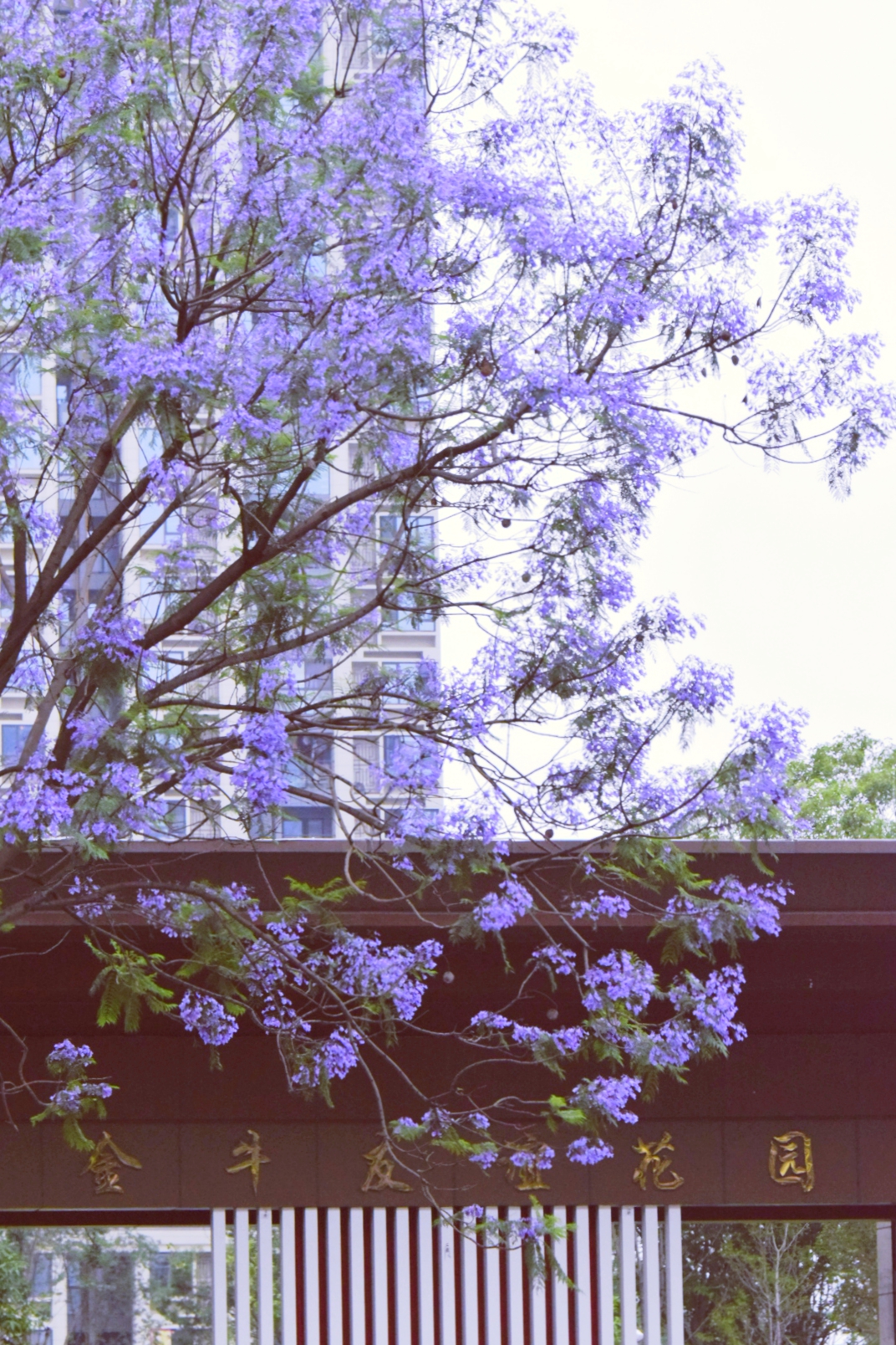 实拍成都金府路1.5公里蓝花楹大道,多路公交可达,错过再等一年