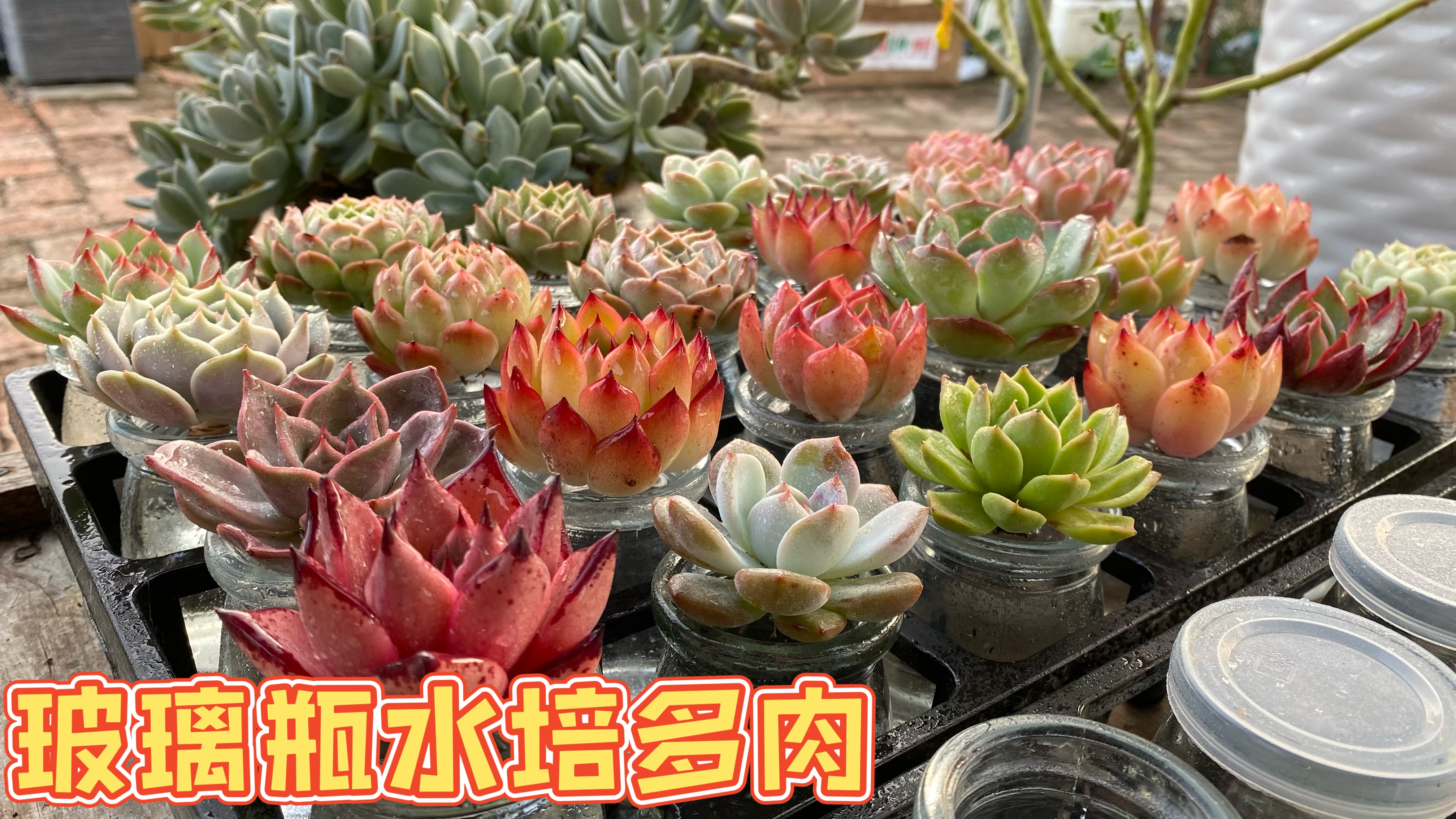 春天的水培多肉过夏后已经全军覆没,秋天再次开始全新的水培多肉