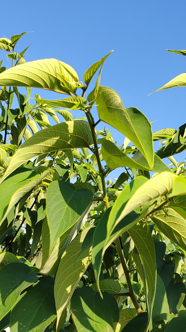 分享图片:油亮翠绿的山黄麻 今天去乡下采风,收罗各种草本花卉.在一个