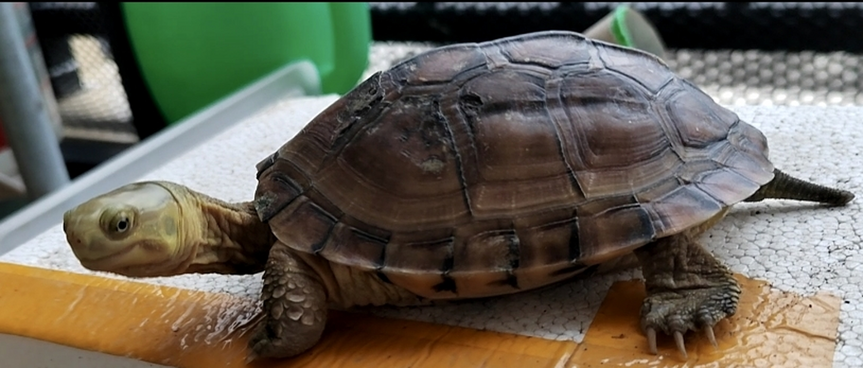 小青龟是一种活泼好动,互动性强的龟类,非常适合作为宠物饲养.