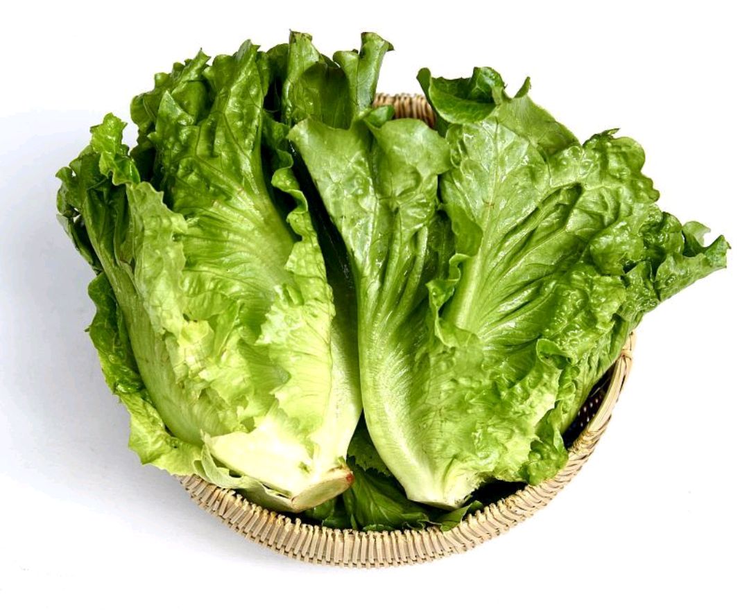 冬季生菜,最晚什么时间种植,怎样防寒才能不被冻死