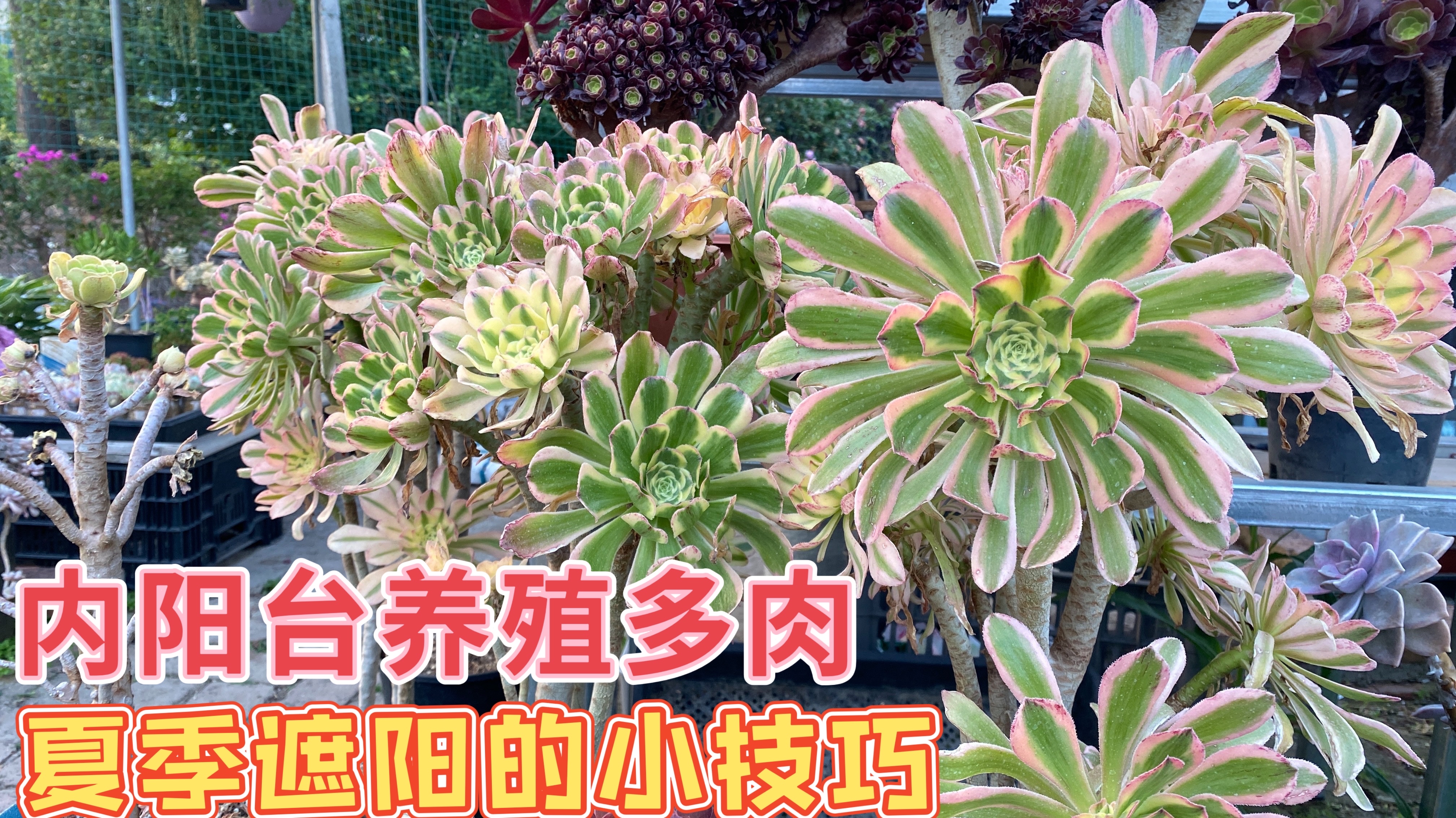 内阳台、玻璃房,夏季如何遮阳呢?今天教给你们一个简单的方法