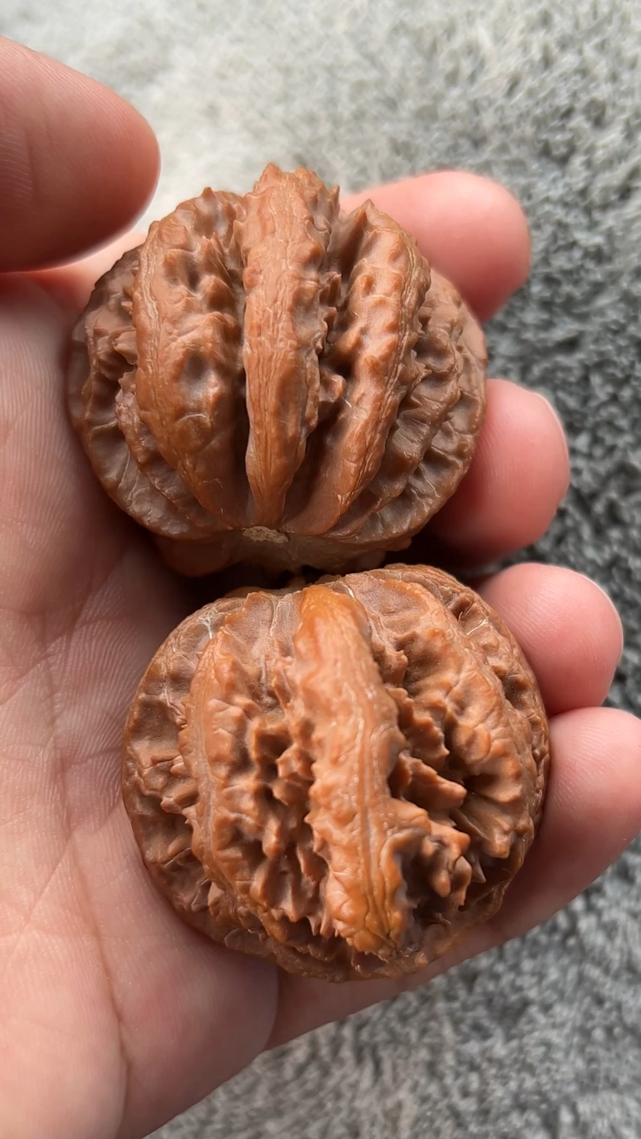 佩服大自然的神奇,京八棱粗筋霸王龙-度小视
