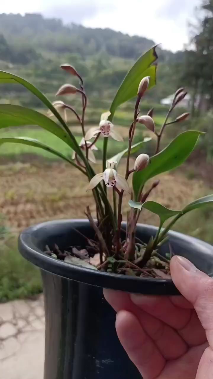 贵州本地兔耳兰红杆红花花型圆润周正玫瑰玫瑰玫瑰微笑抱拳