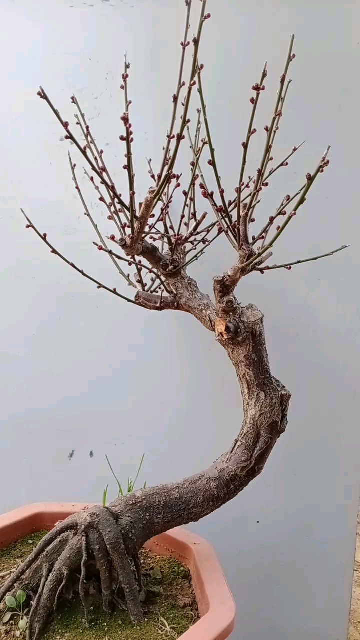 可以入画的红须朱砂梅