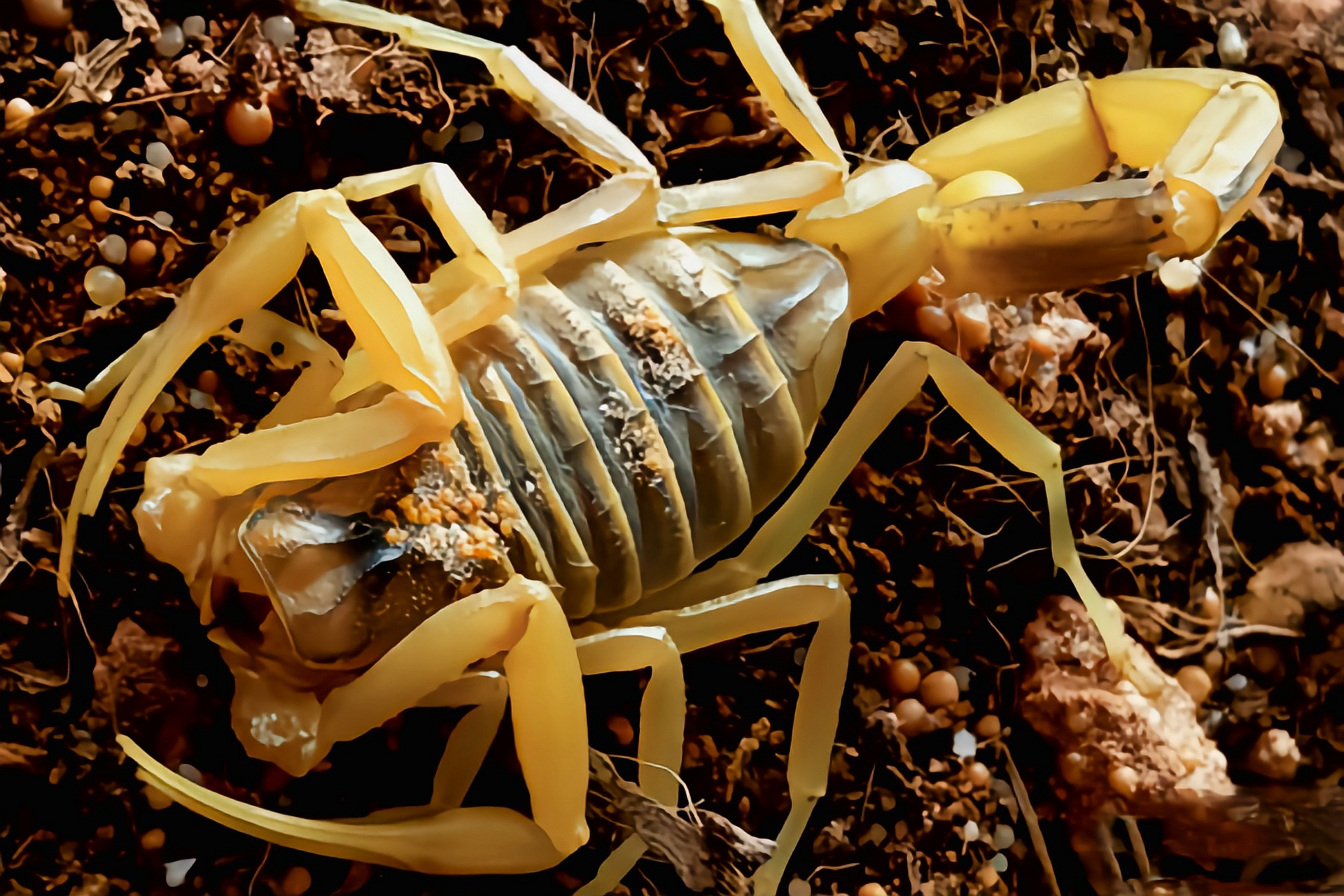 每天认识一种动物——以色列金蝎 以色列金蝎 别名中东金蝎,巴勒斯坦