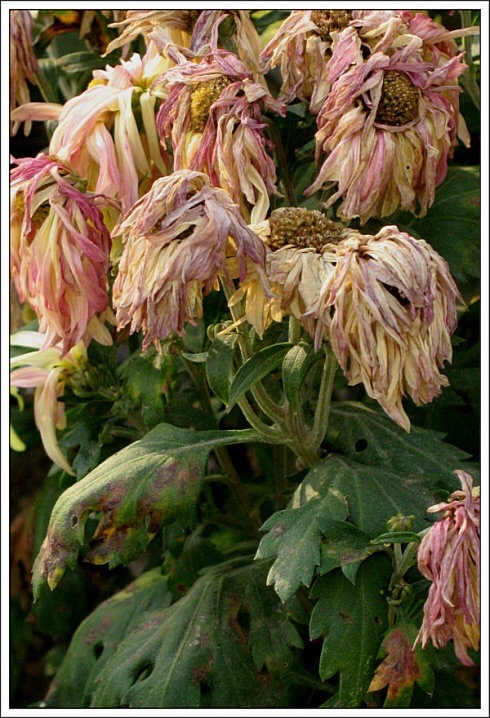 世间谁解菊花情?