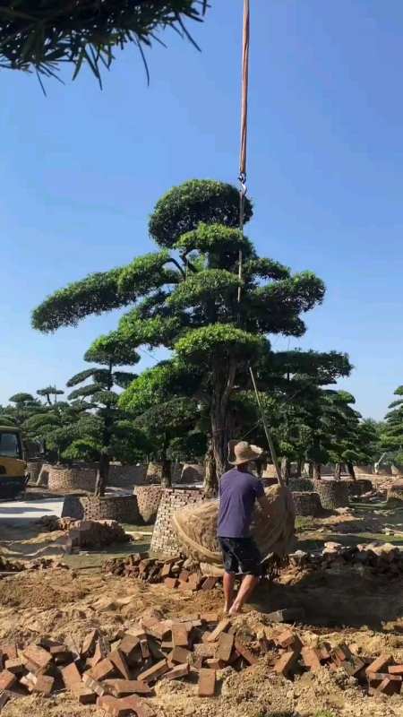 罗汉松基地,精品造型罗汉松-度小视