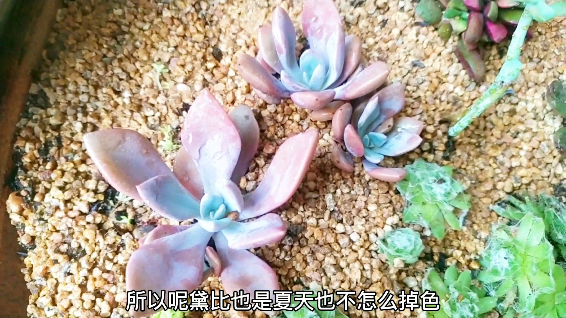 几十种多肉名字你都认识吗?有几款在南方养护,夏天颜色依然漂亮