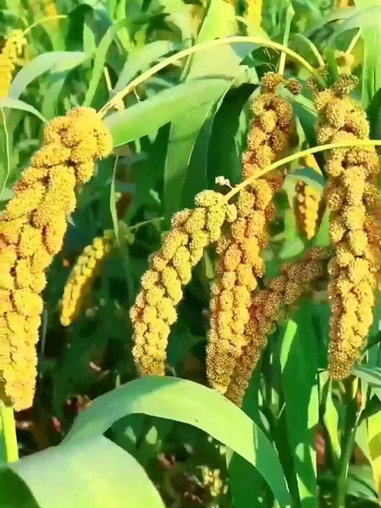 传统工艺种植的山西黄小米,金黄透亮无添加,煮粥米油丰厚诱人