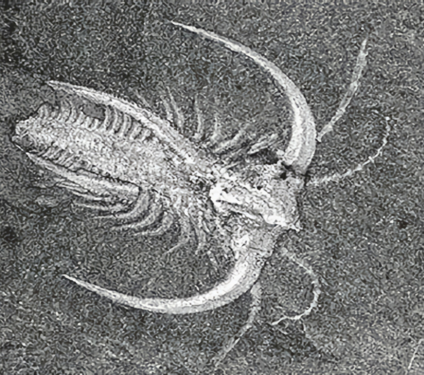 远古生物探秘——华丽马尔三叶形虫 华丽马尔三叶形虫是已灭绝的