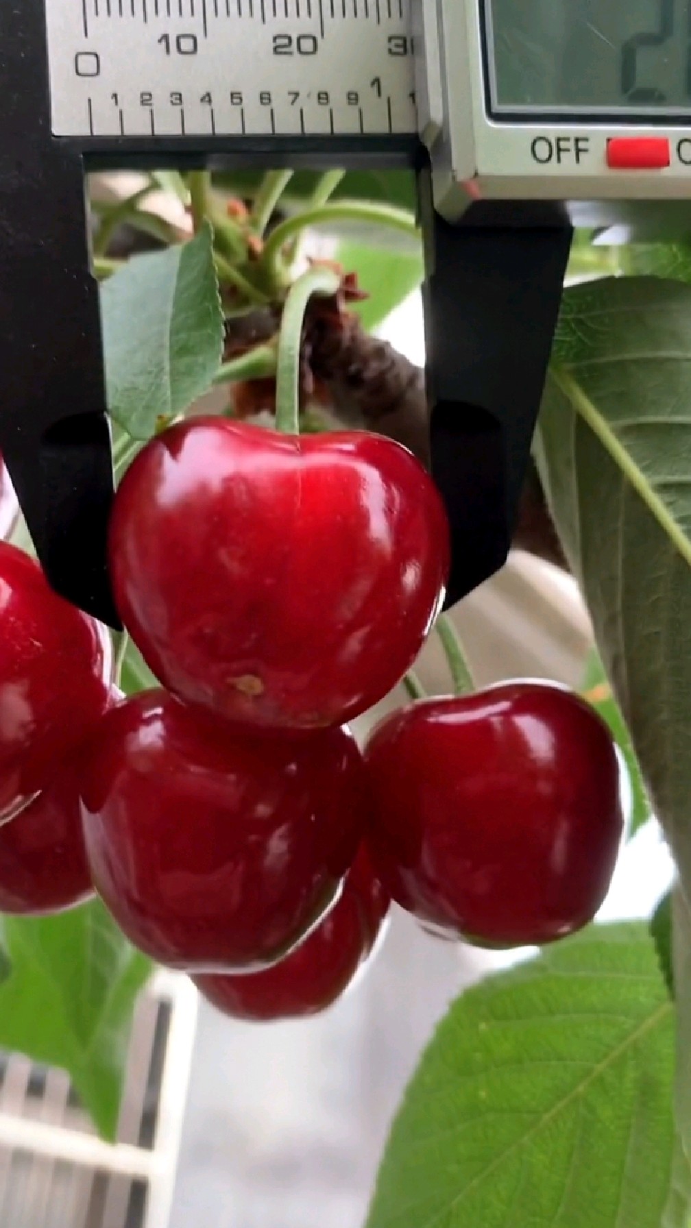瑞德大樱桃树苗,需冷量低适合南方种植的优质大樱桃品种