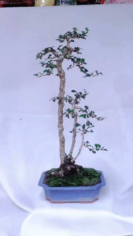 三棵博兰小树同根共祖,大,中`小三棵长象都高风亮节,飘逸潇洒,古代