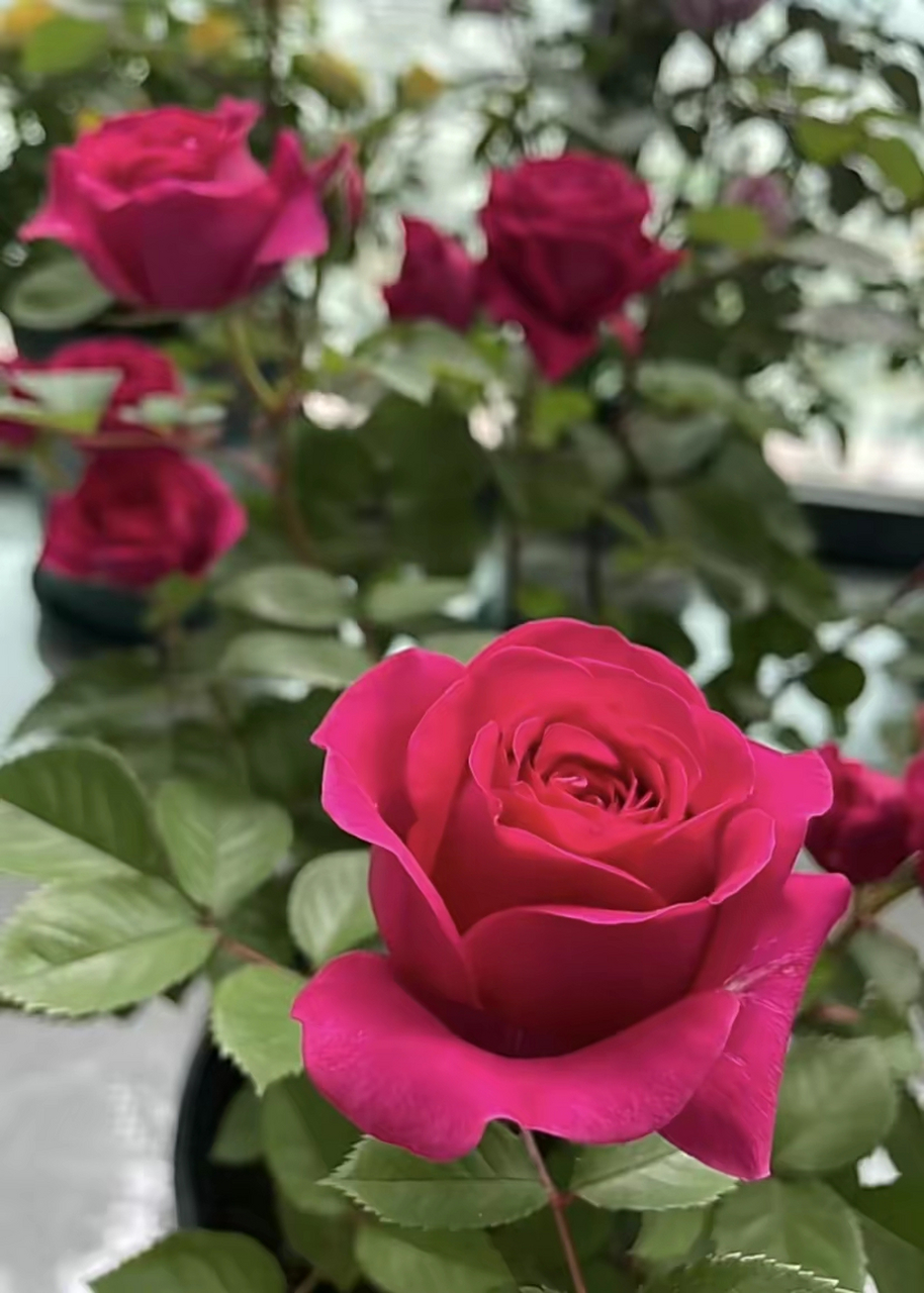 微型盆栽月季-巨蟹座