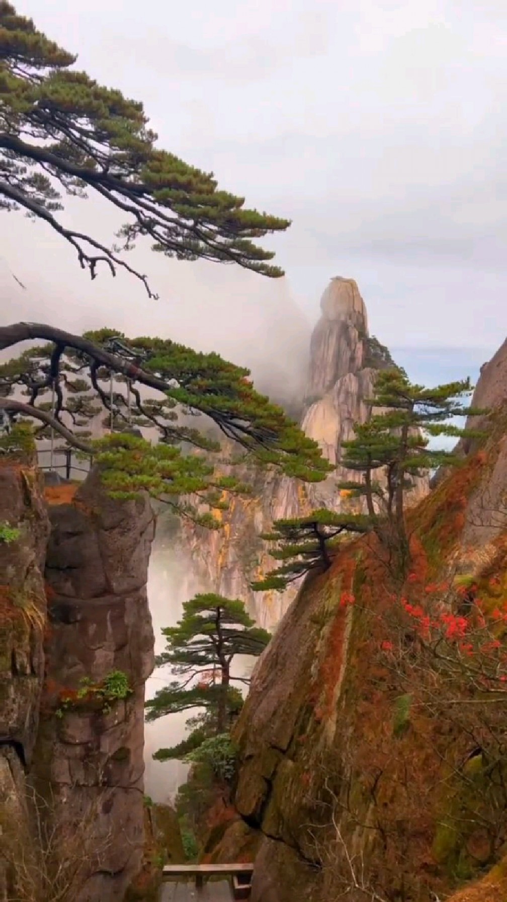 大雨后的迎客松,我认为才是最美的,这才是真正的风景如画.