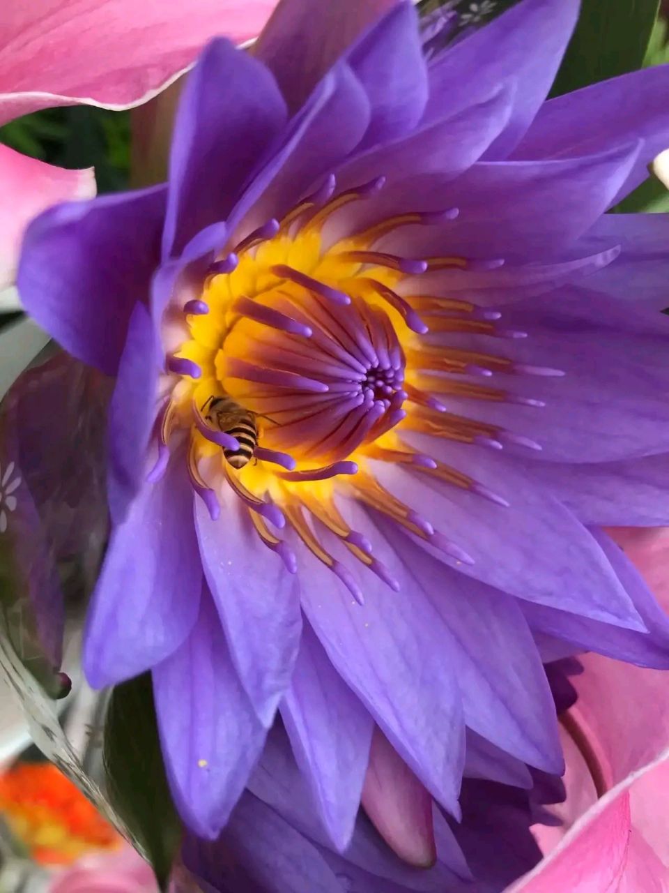 原创# 梦幻,好运,纯洁……紫色妖姬,美出天际!