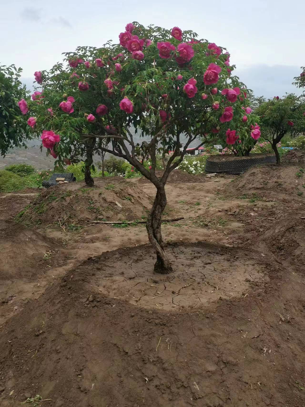 富贵百年紫斑牡丹