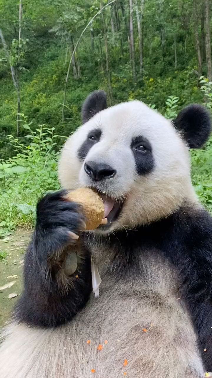 熊猫吃窝窝头
