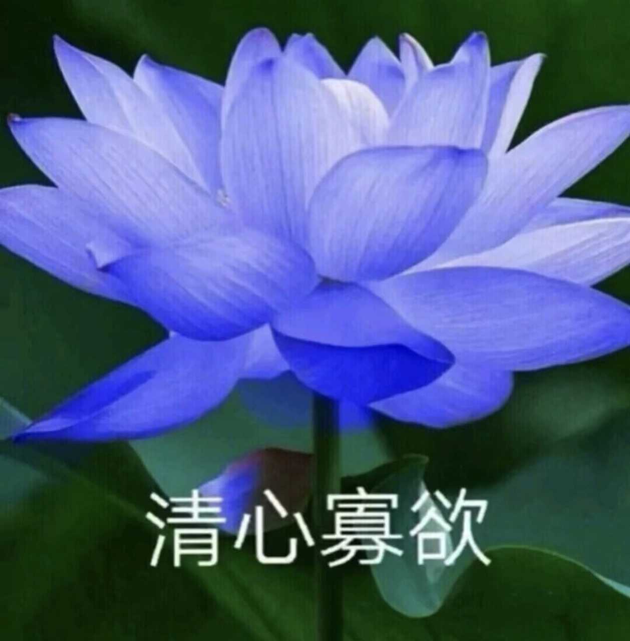 是时候换一个成熟稳重的头像了