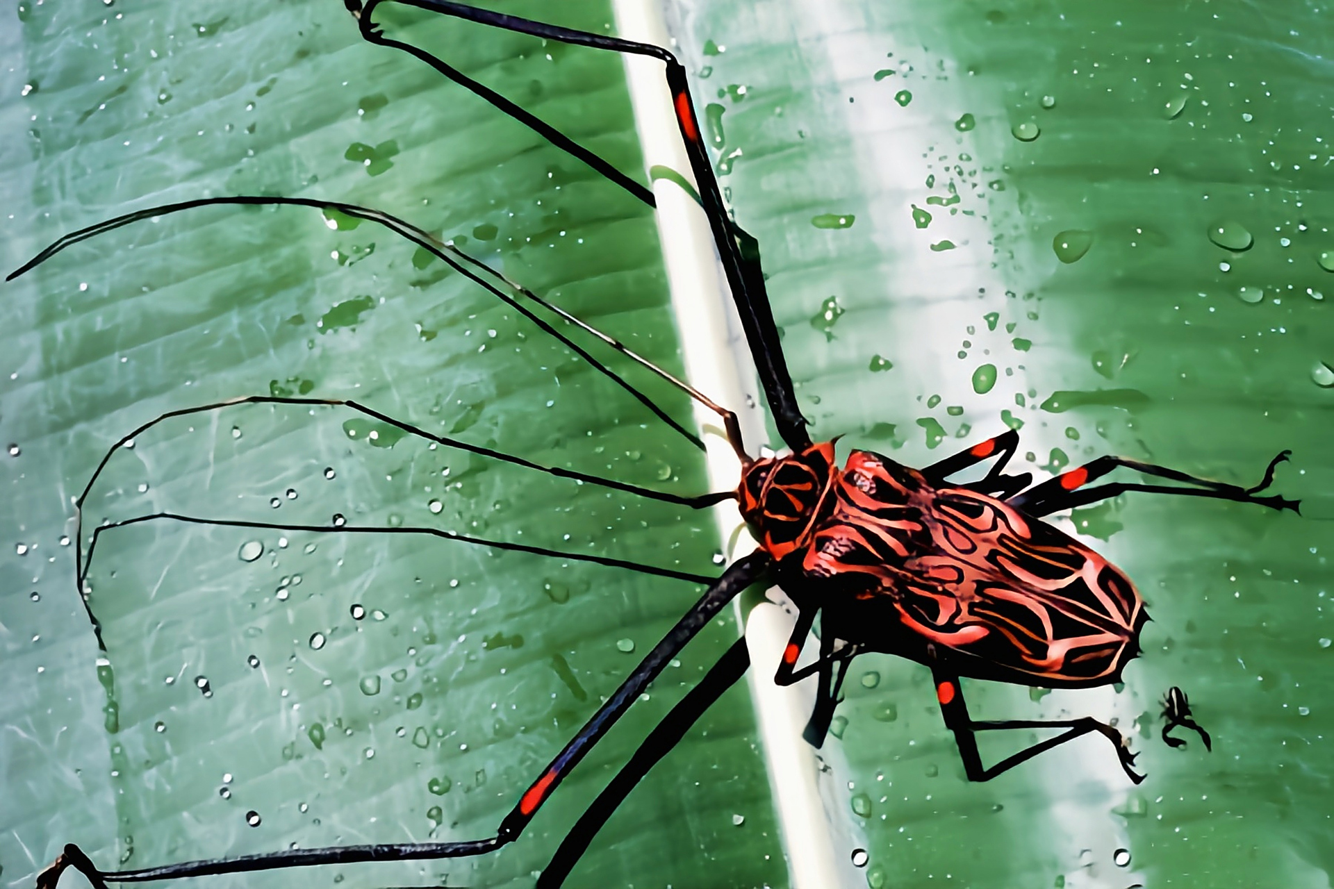 每天认识一种昆虫——长臂天牛 长臂天牛别名丑角甲虫,是鞘翅目,天牛