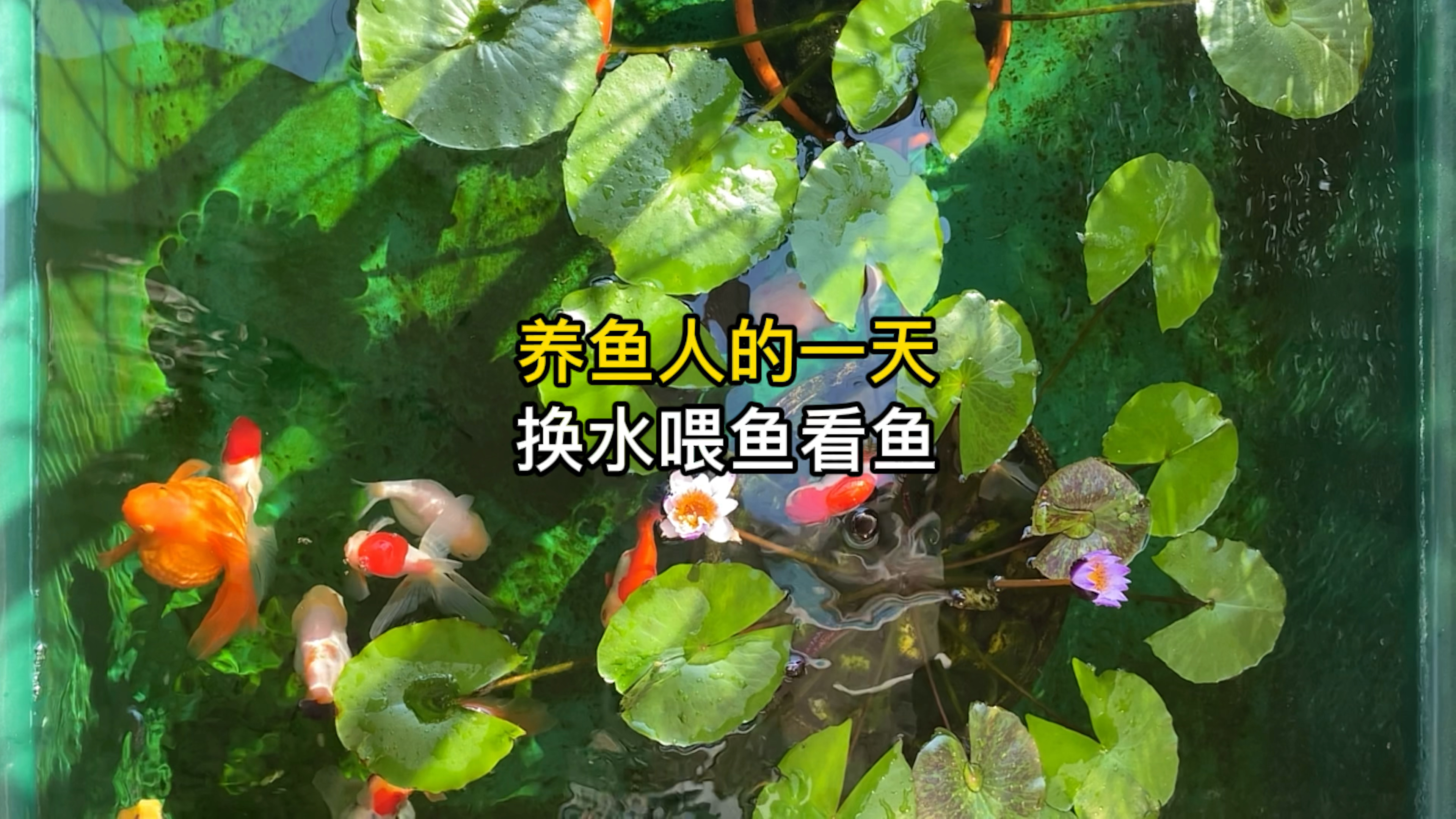 养鱼人的一天,换水喂鱼看鱼