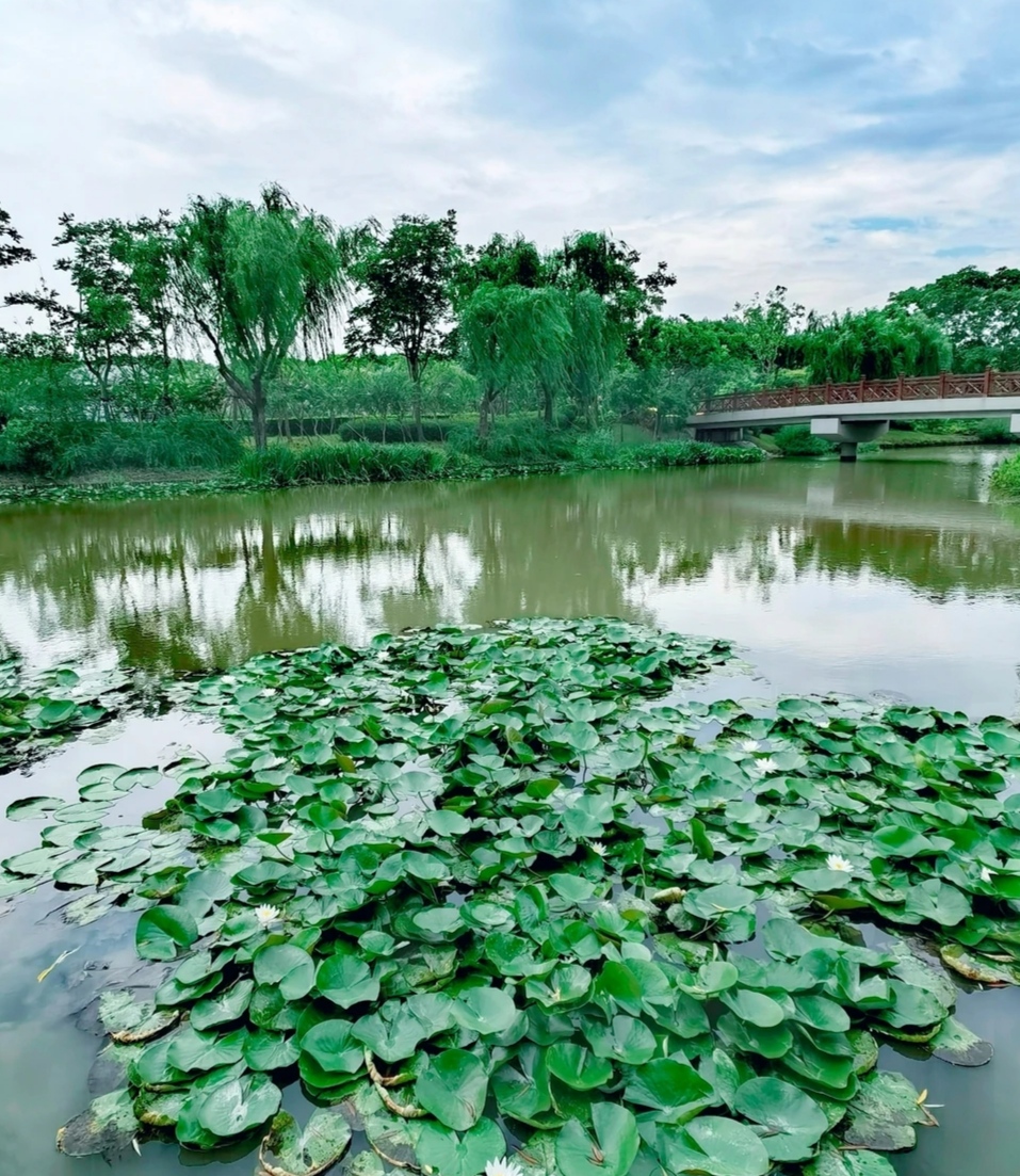 浦东华夏公园图片