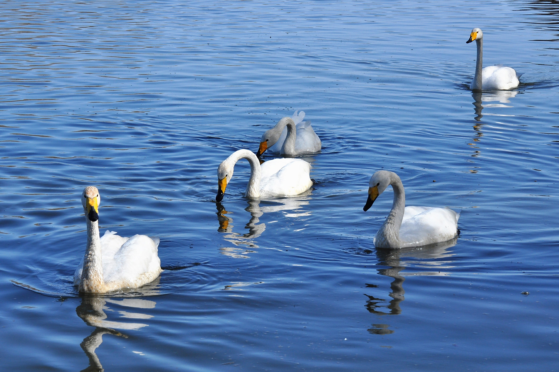 突破辽宁杠杠滴# #贯彻二十大辽宁在行动# #美好辽宁欢迎您# 天鹅戏水