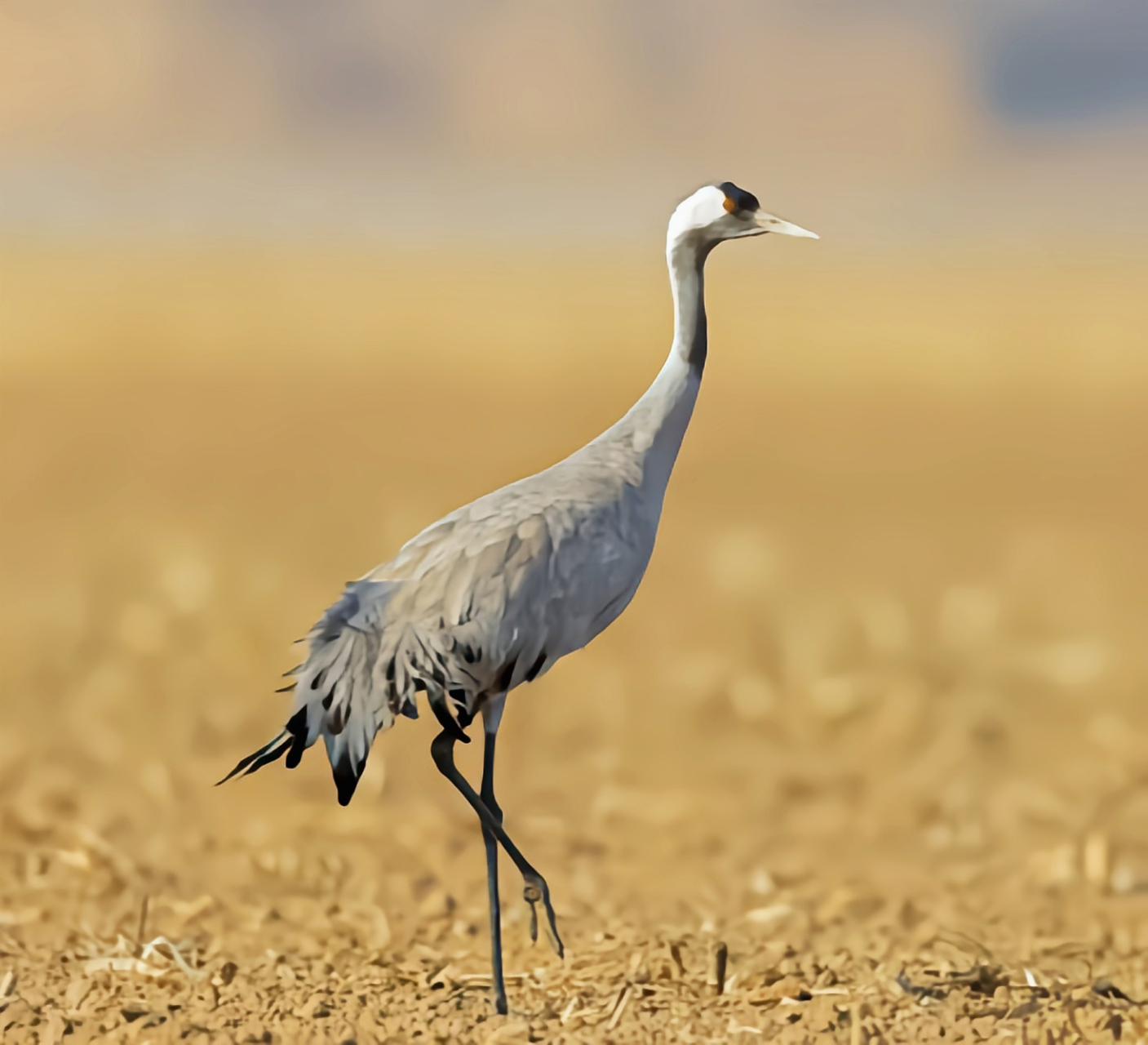 灰鹤在鹤形目中长相并不突出,羽色几乎全为灰色,远不如丹顶鹤美丽