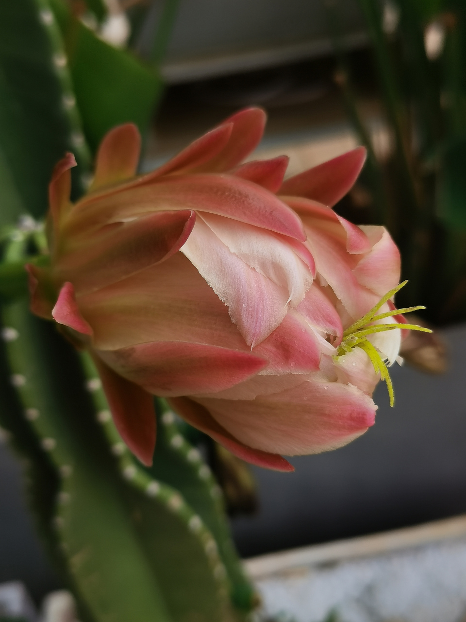 秘鲁天轮柱 93仙人掌科仙人柱属多年生草本多浆植物.