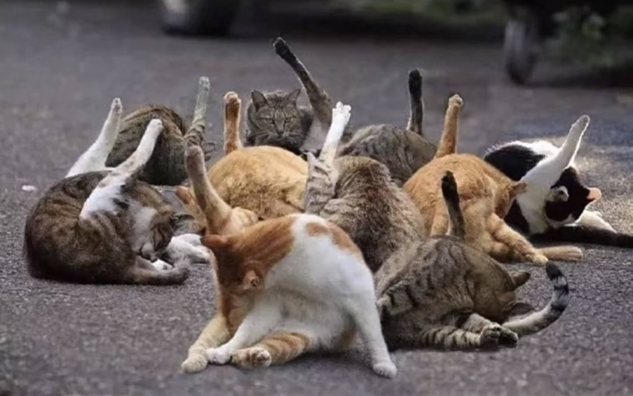 趣图搞笑# #猫咪