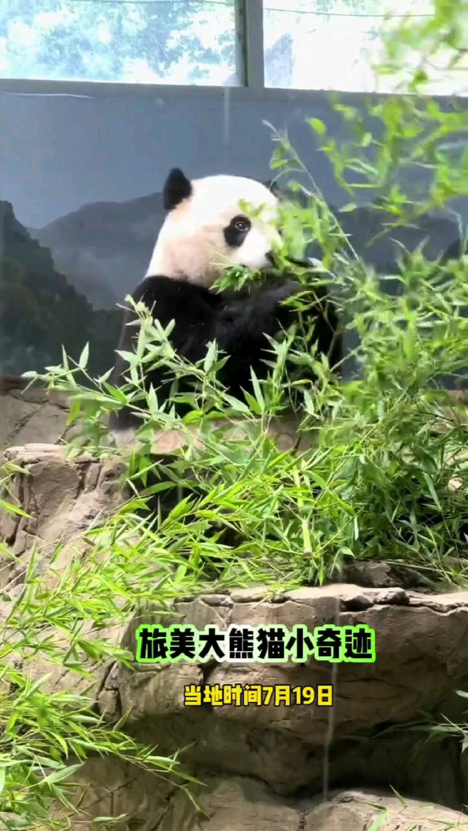 旅美大熊猫小奇迹,小奇迹真的是一个漂亮崽崽