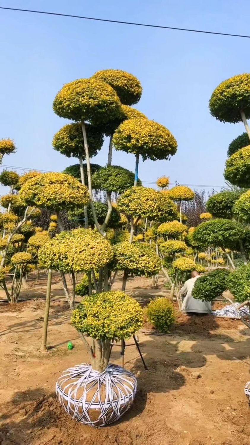 亮晶女贞的简介图片