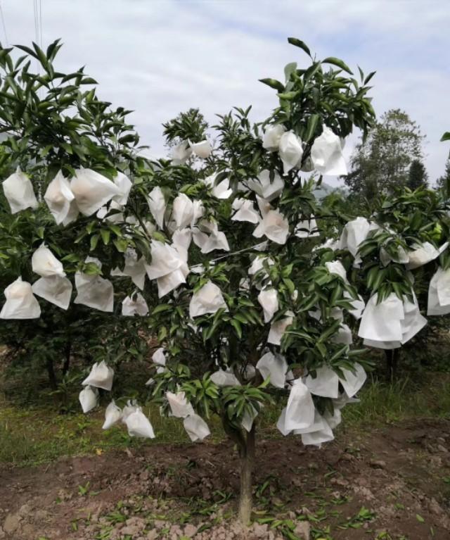 柑橘套袋 - 2020年最新商品信息聚合专区 - 百度爱采购