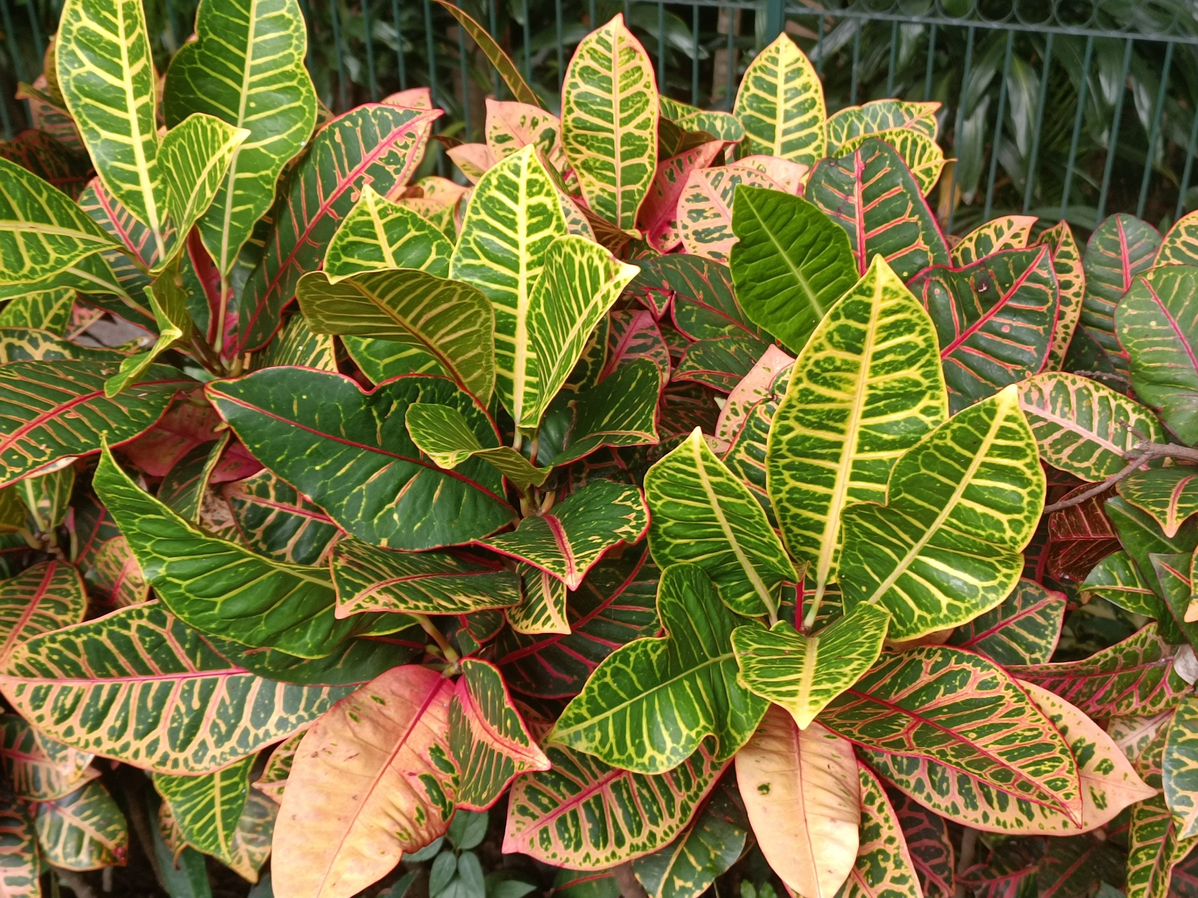 变叶木,一棵植物上,叶子是革质的,96各种五花八门的颜色,所以叫变叶