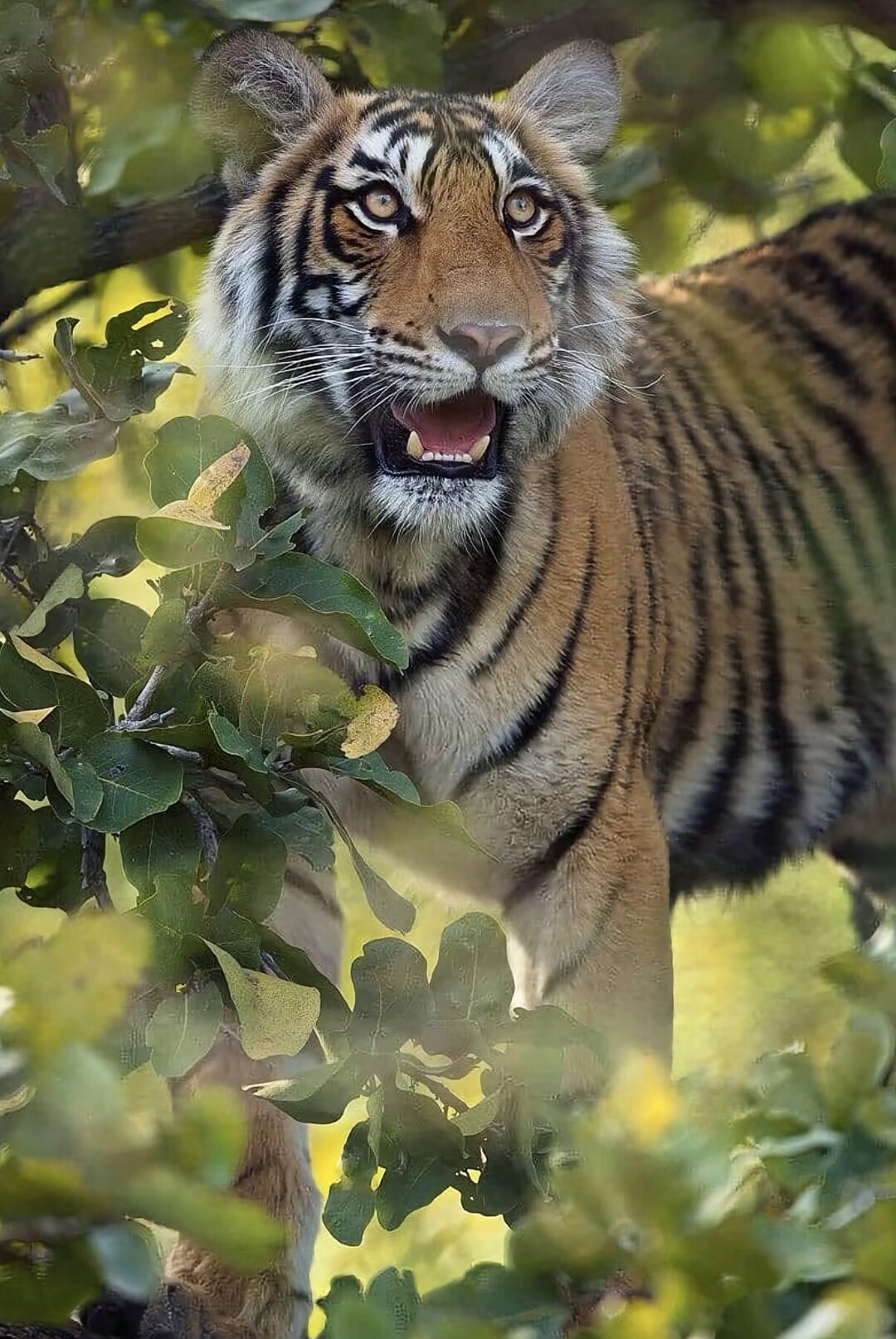 分享一组大自然的王者,凶猛霸气的老虎图集