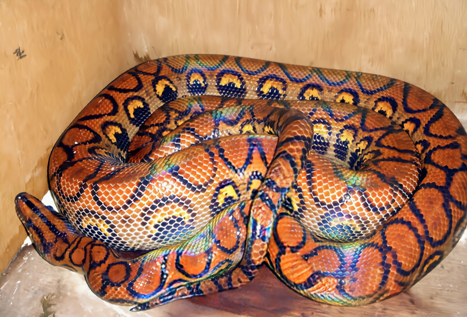 动物——彩虹蟒 彩虹蟒 别名巴西虹蚺,生活在中美洲,南美洲热带雨林和