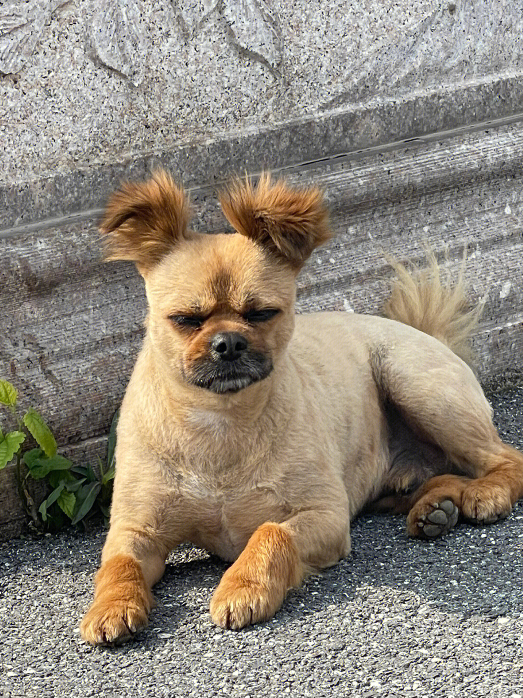 那些长相奇奇怪怪的狗子