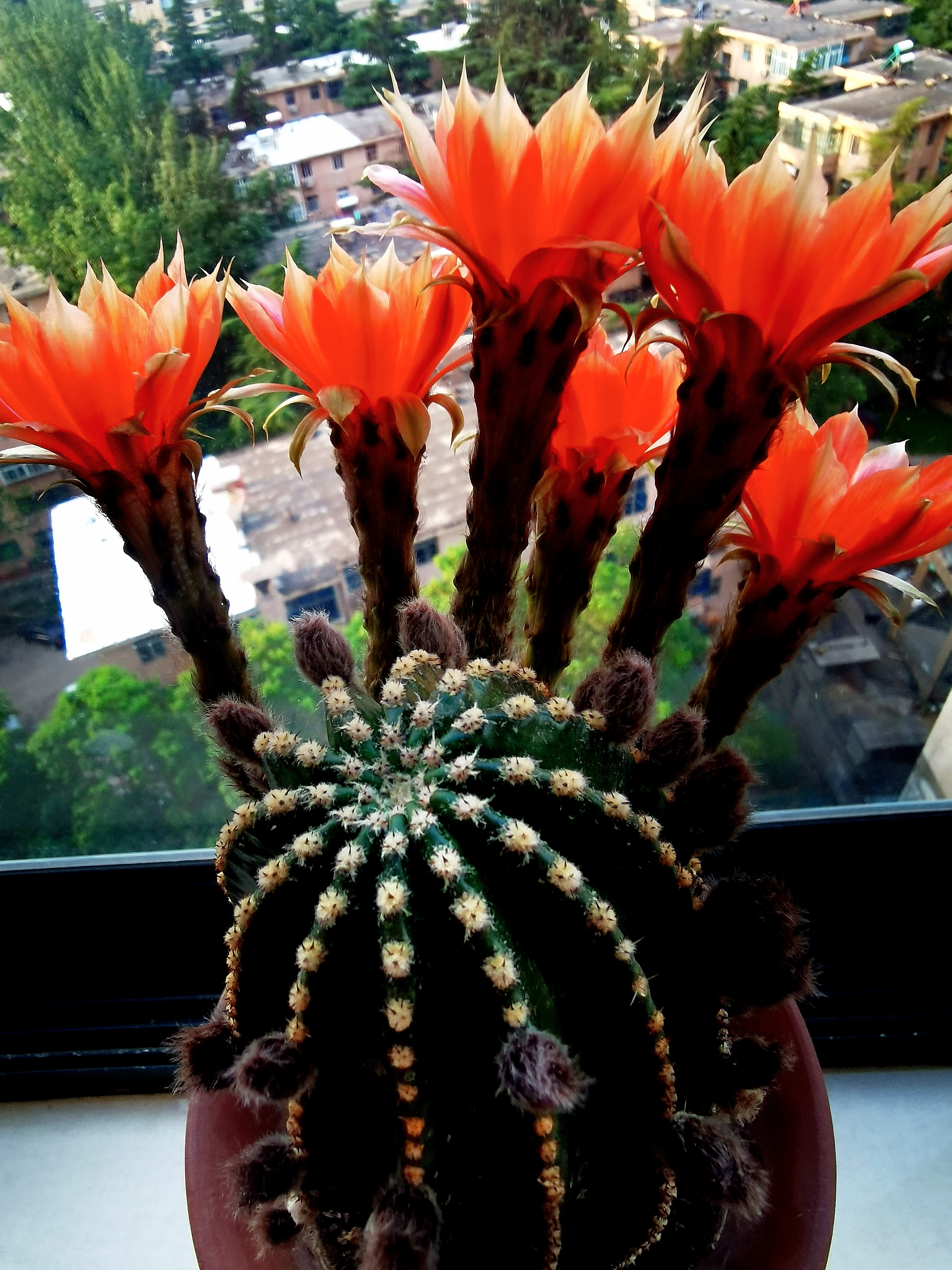 黑金刚仙人球开花了,它的绽放时刻是在夜间#花草种植# #手机随手拍