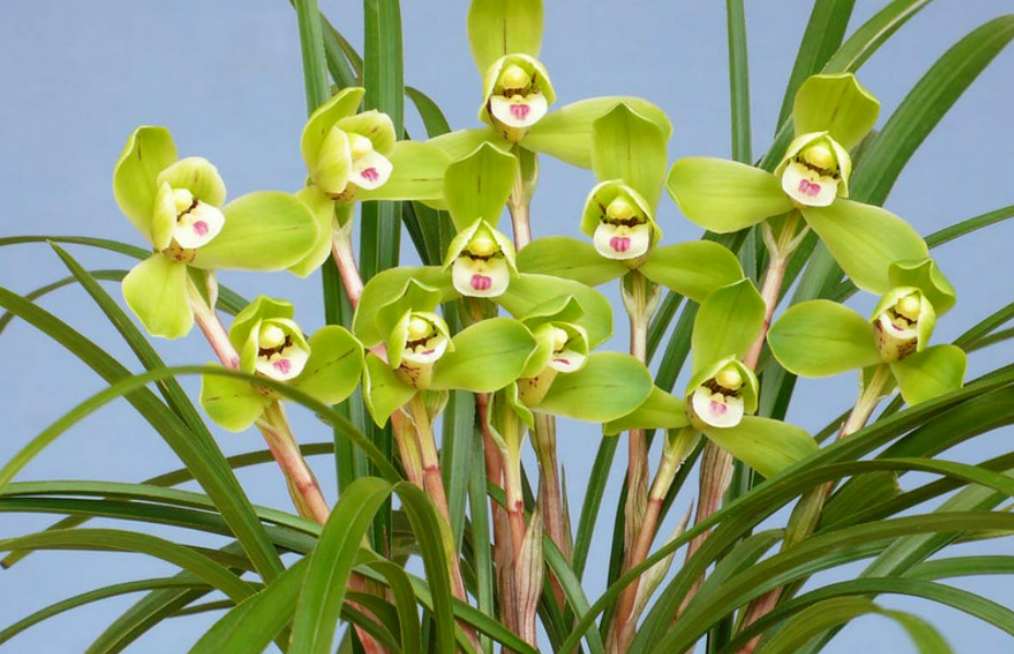 春兰老八种之首"宋梅",花开梅瓣型,兰香醇正,是梅瓣兰的代表