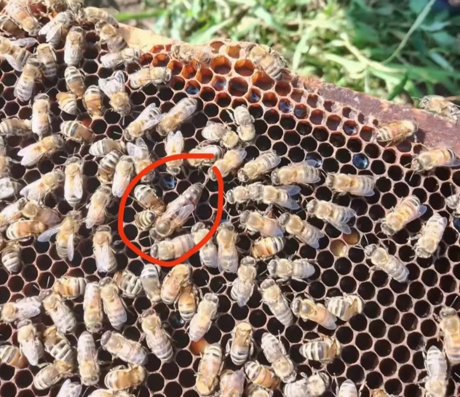 蜂后长这样,你知道吗?其实也就大一点点