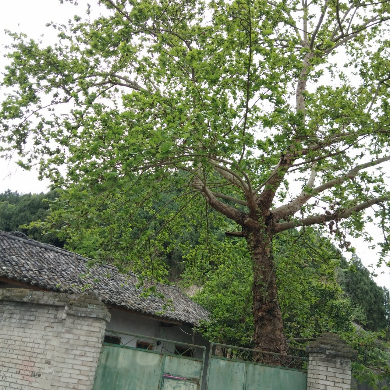 《井梧吟 庭除一古桐 耸干入云中 枝迎南北鸟 叶送往来风.