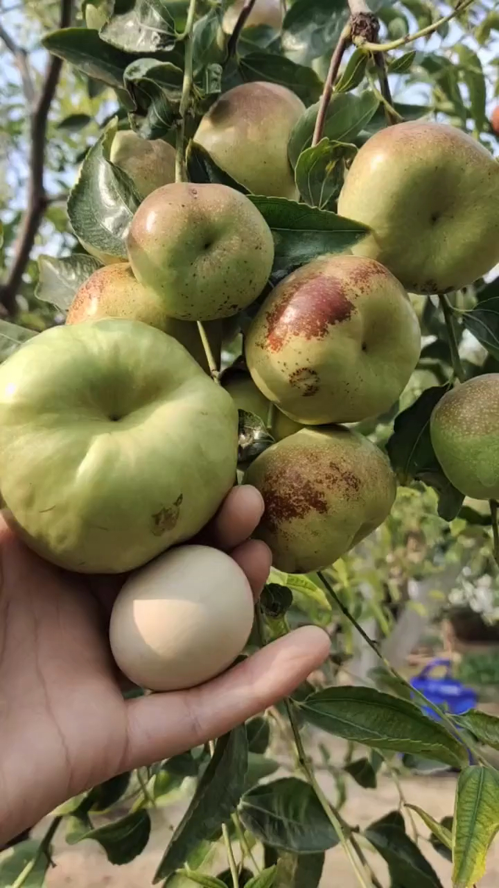 枣中的天花板大果蟠枣苗品种介绍枣树苗基地丰产性强