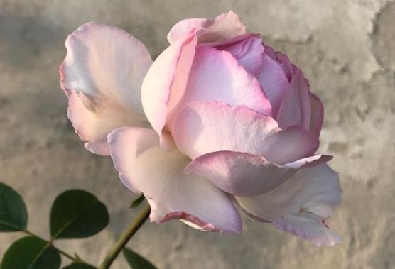 月季花伊芙六号、天使之吻、四度芬芳、胭脂香水