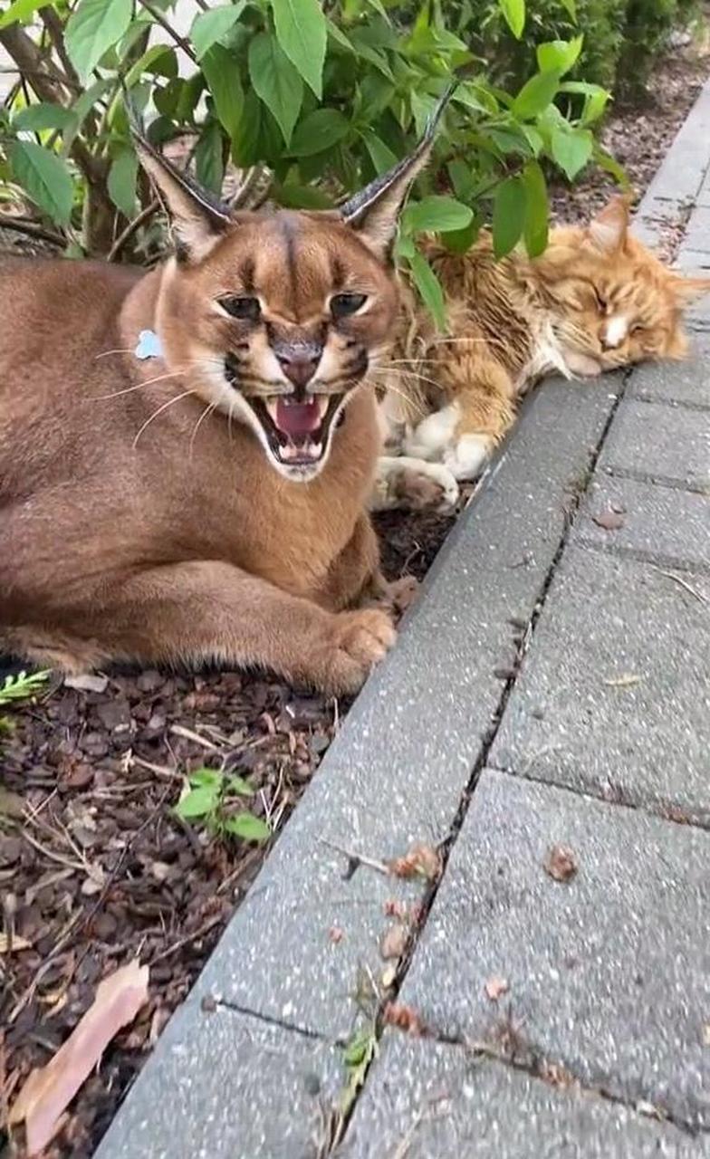 这是什么猫?看起来像只老虎!