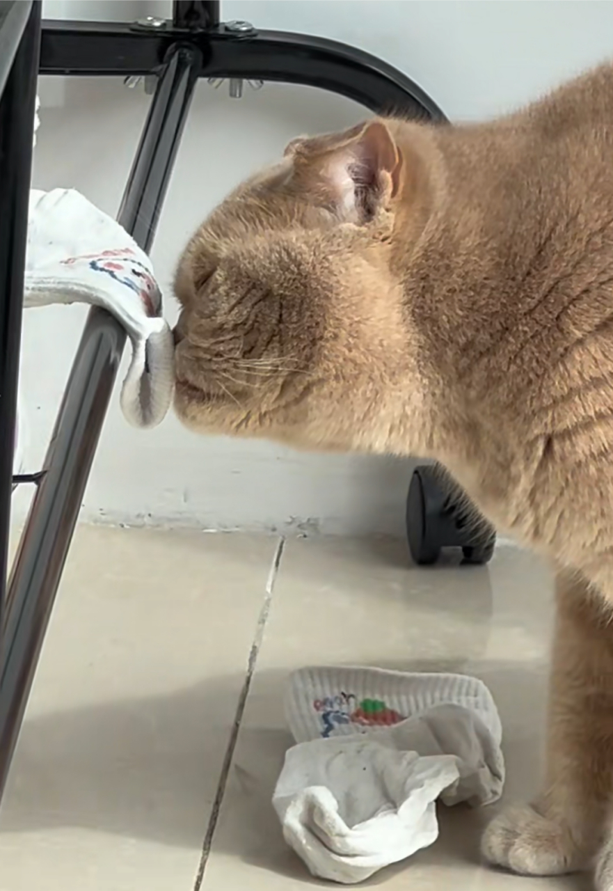 哈哈哈,当猫咪闻了主人的袜子后……表情绝了
